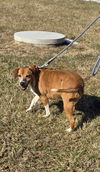 Puppy - At shelter