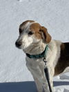 Cole: At the shelter-Sponsored