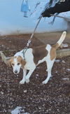 Cole: At the shelter-Sponsored