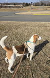 Cole: At the shelter-Sponsored