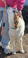 Cole: At the shelter-Sponsored