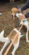 Cole: At the shelter-Sponsored