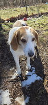 Cole: At the shelter-Sponsored