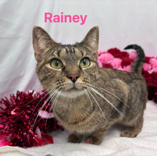 Rainy: Visit At Petsmart Lynchburg