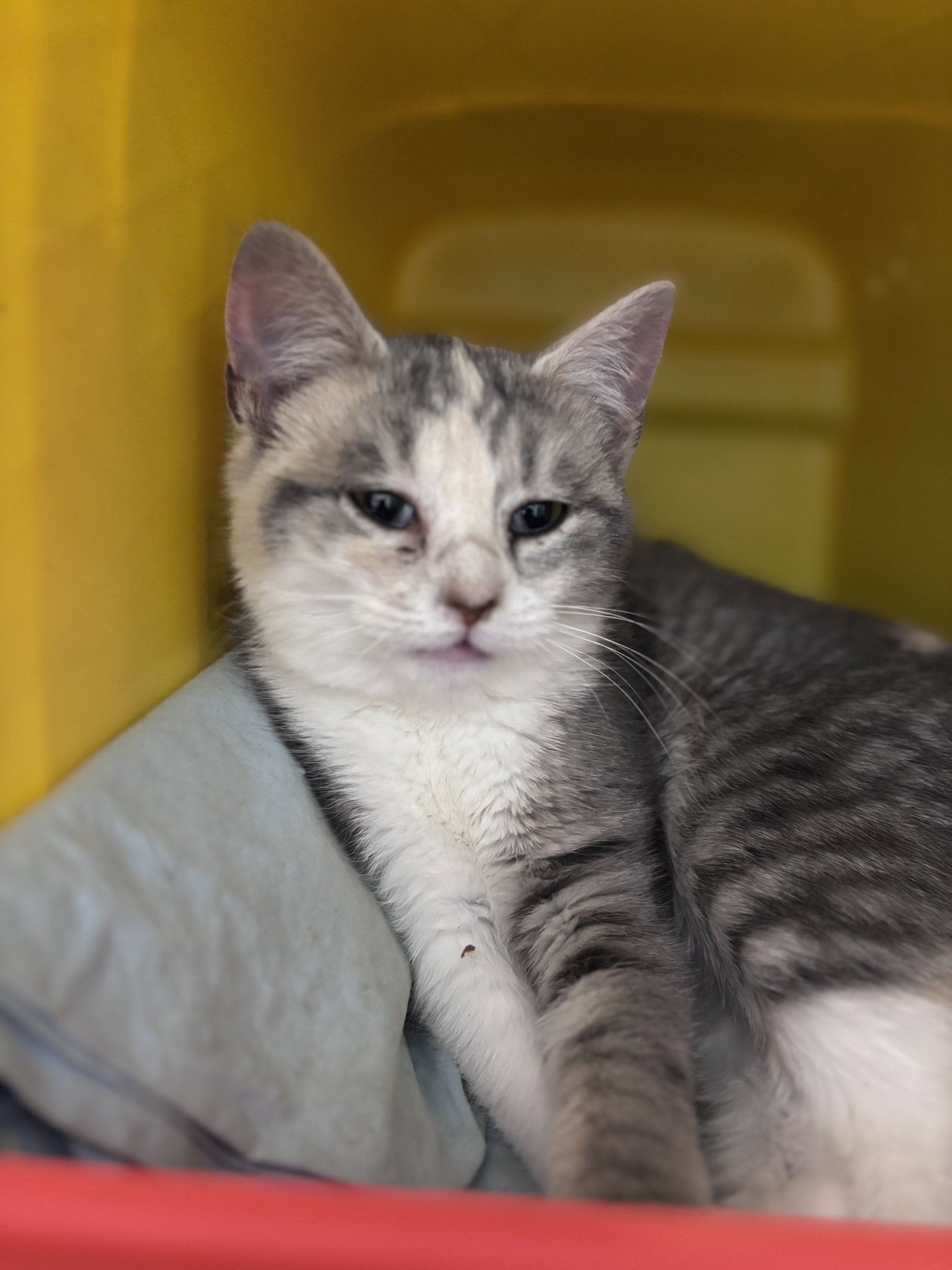 Myrtle (Tilly) - Not at shelter (Kristy)