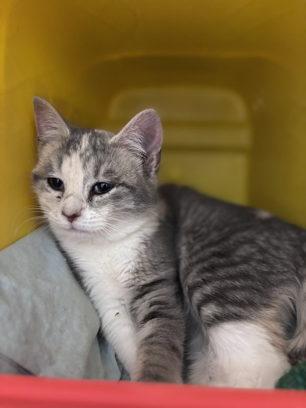 Myrtle (Tilly) - Not at shelter (Kristy)