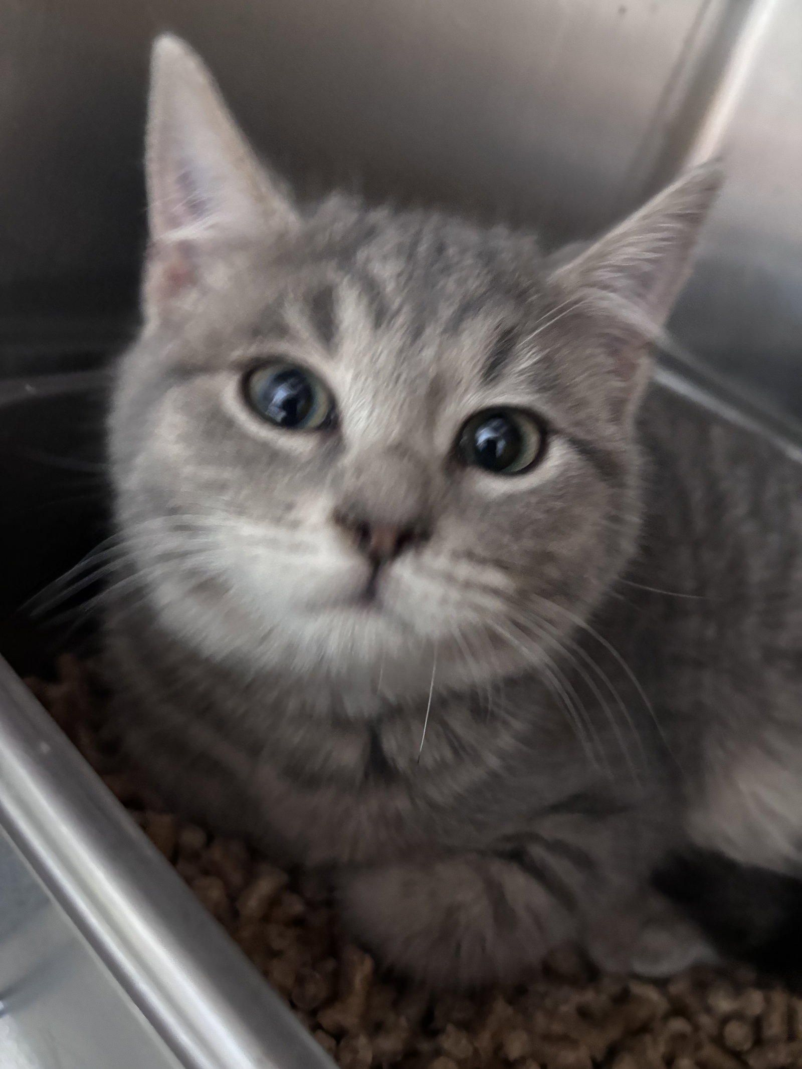 Crape (Mac): Not at shelter (Kristy)