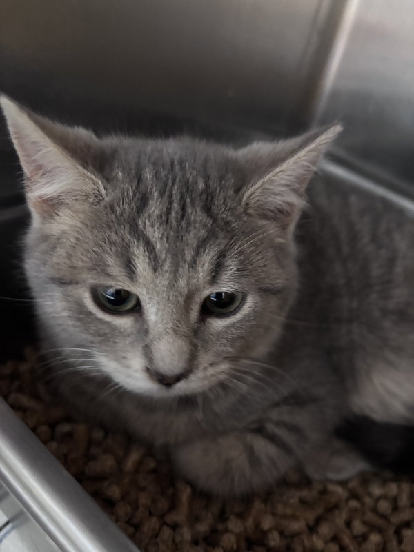 Crape (Mac): Not at shelter (Kristy)