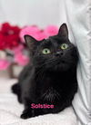 Solstice: Visit At Petsmart Lynchburg