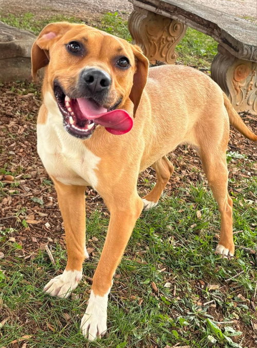 Millie Merci - At shelter