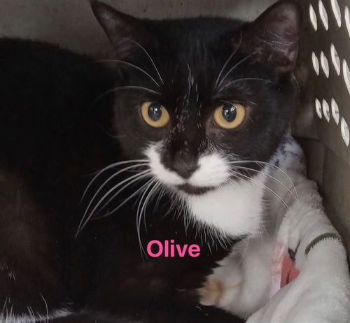 Olive - Not at shelter (Cheryl)