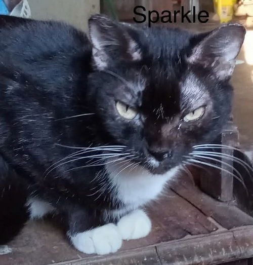 Sparkle - Not at shelter (Cheryl)