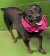Pearl: at the shelter-Sponsored