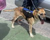 Jenga: At the shelter adoption: sponsored