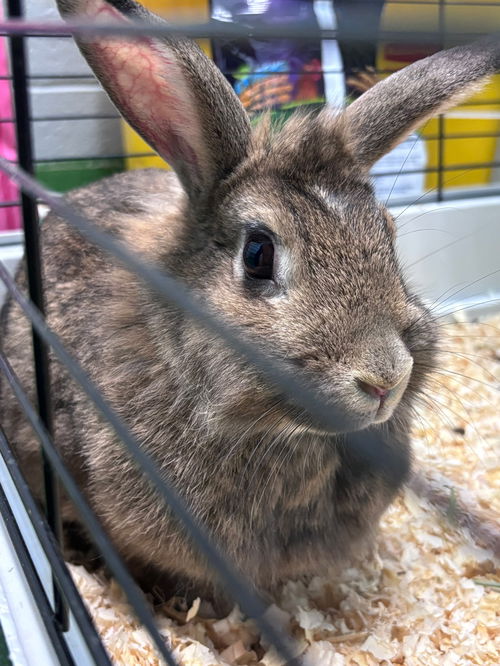 Eevee:  Not At the shelter (Gina)