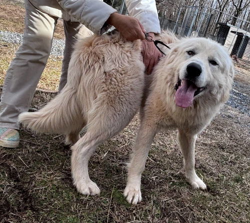 Snowball: At the shelter: Sponsored