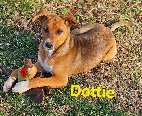 Dottie: Not At shelter (Kendra)