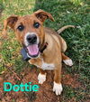 Dottie: Not At shelter (Kendra)