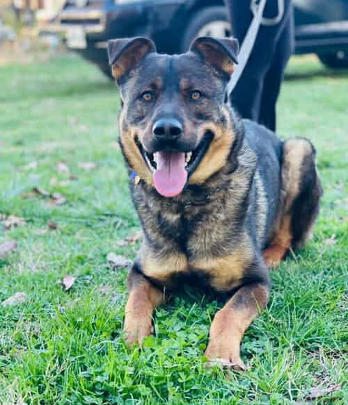 Dax: "My Home to Yours" not at the shelter