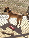 Archie - At shelter