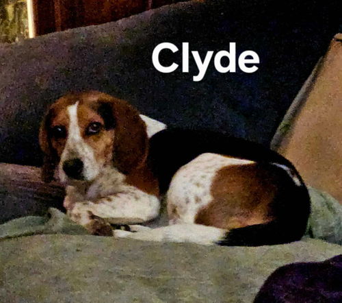 Clyde: Not at shelter ( Kendra)