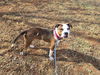 Brutus: At shelter