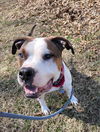 Brutus: At shelter
