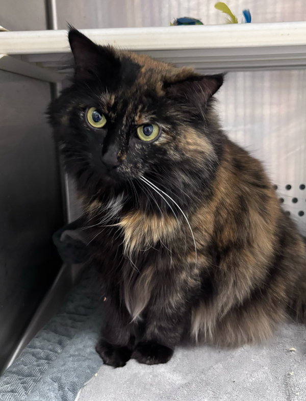 Hazel (BelleBelle): Not at shelter (Barbe)