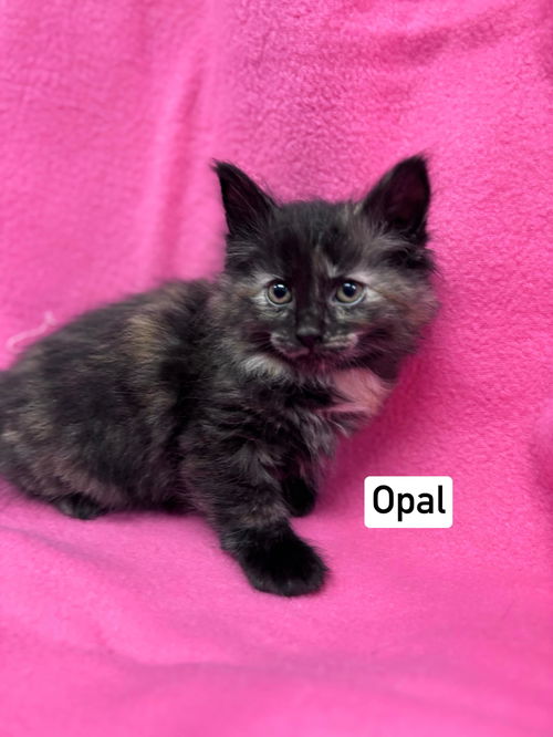 Opal: Visit At Sevev Hills Vet