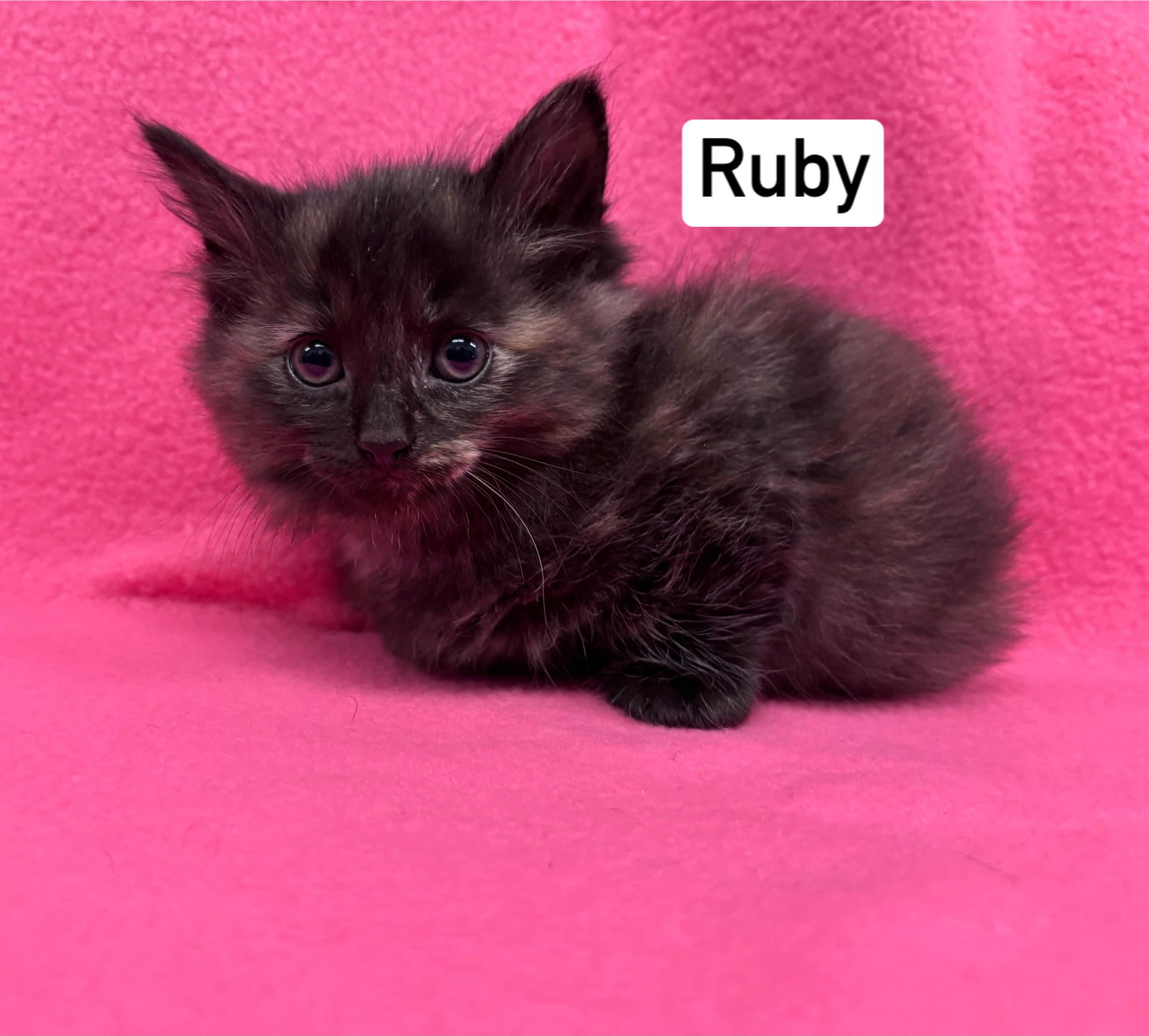 Ruby - Visit at Seven Hills Vet's Web Page