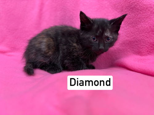 Diamond: Visit at Seven Hills Vet