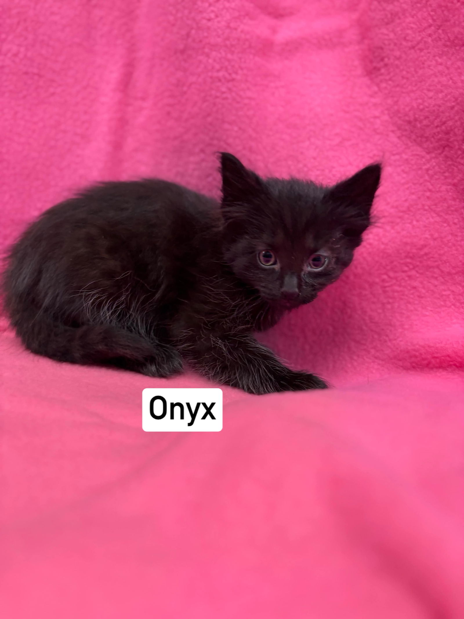 Onyx - Visit at Seven Hills Vet's Web Page