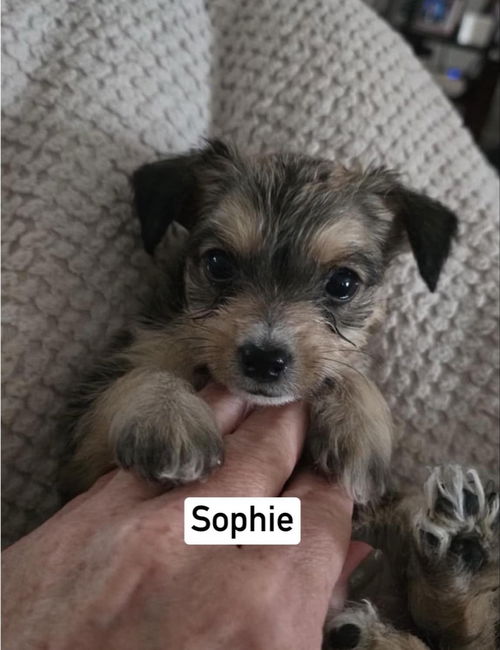 Sophie: Adoption Pending