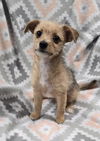 Rascal: Not at shelter (Chastity)