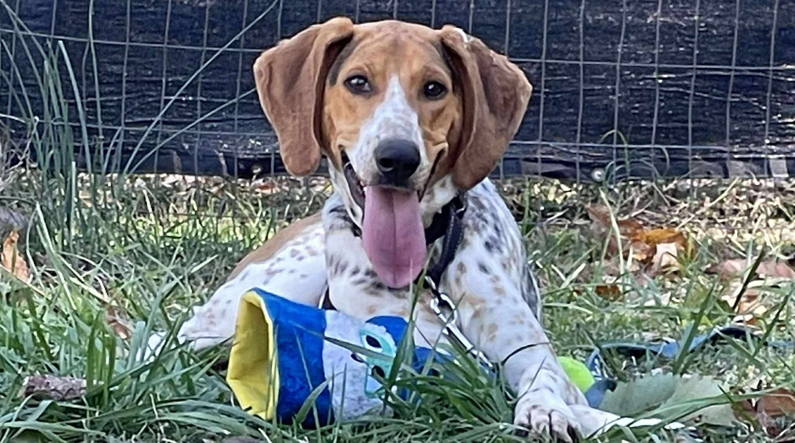 Auggie: Not at shelter (Ron)