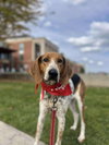 Bobby: Not at shelter (Ron)