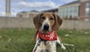 Bobby: Not at shelter (Ron)