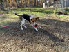 Bobby: Not at shelter (Ron)
