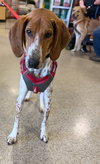 Auggie: Not at shelter (Ron)