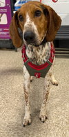 Auggie: Not at shelter (Ron)