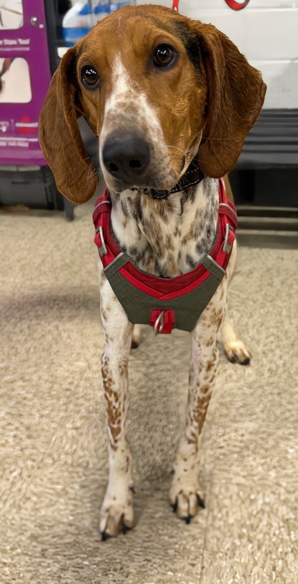 Auggie: Not at shelter (Ron)