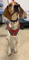 Auggie: Not at shelter (Ron)
