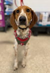 Auggie: Not at shelter (Ron)
