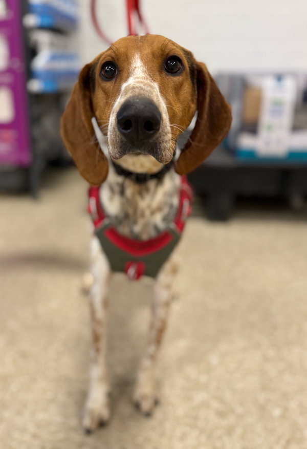 Bobby: Not at shelter (Ron)