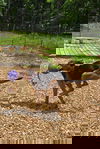 Robin: At shelter
