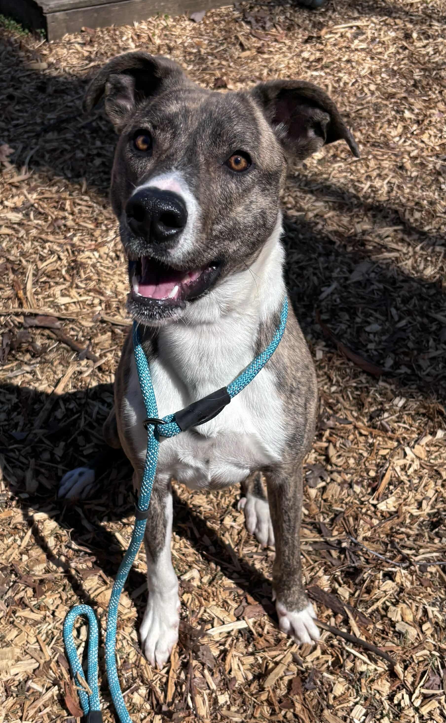 Sophia Not At The Shelter Alan - Mountain Cur