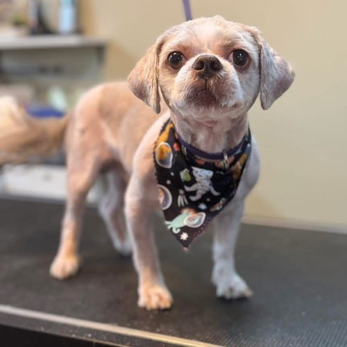 Nugget: Not at shelter