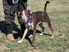 Louie: at the shelter