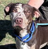 Louie: at the shelter