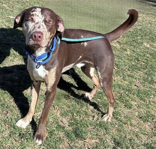 Louie: at the shelter